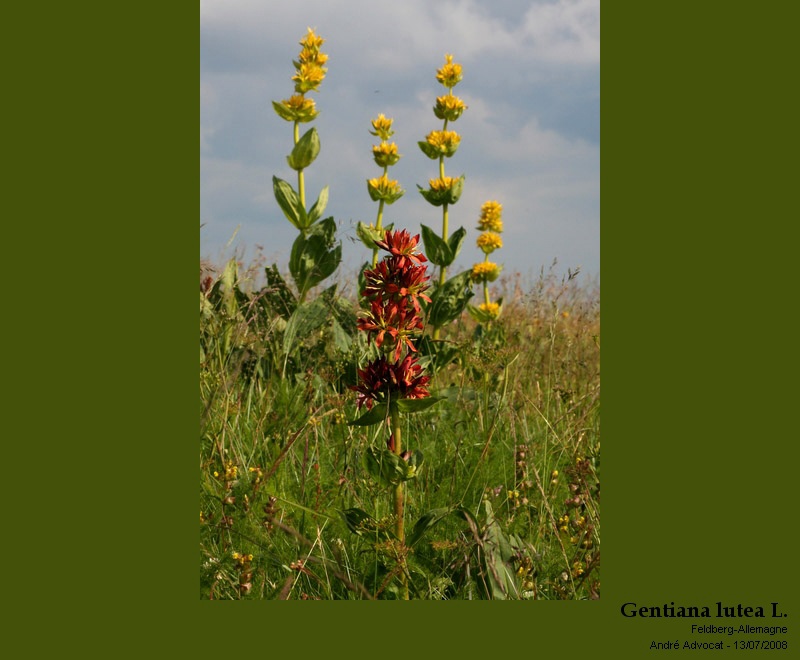 Gentiana lutea L. #23884