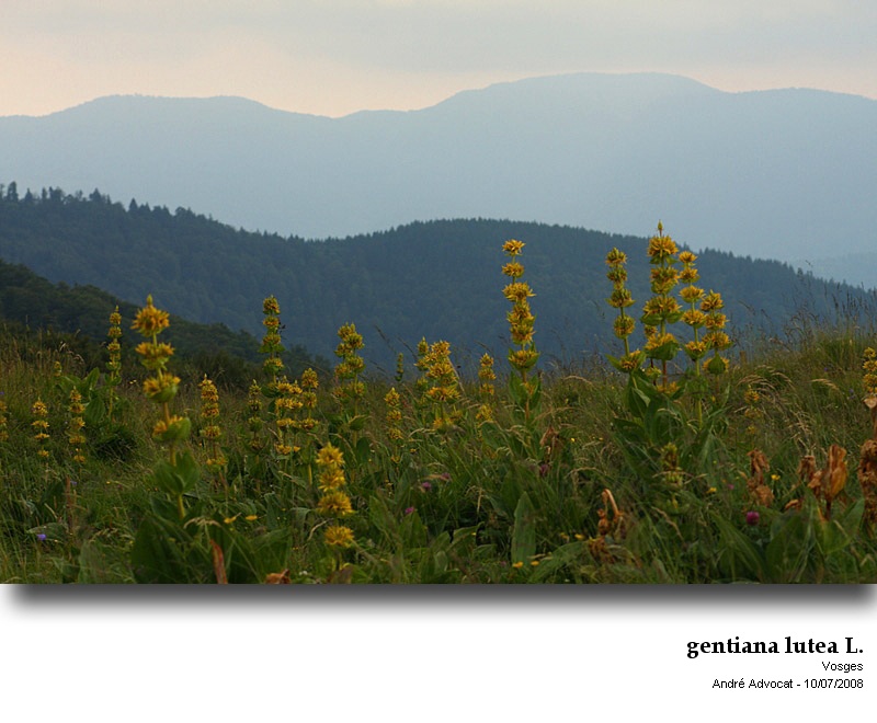 Gentiana lutea L. #23880