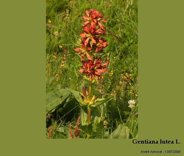 Gentiana lutea L. #23885