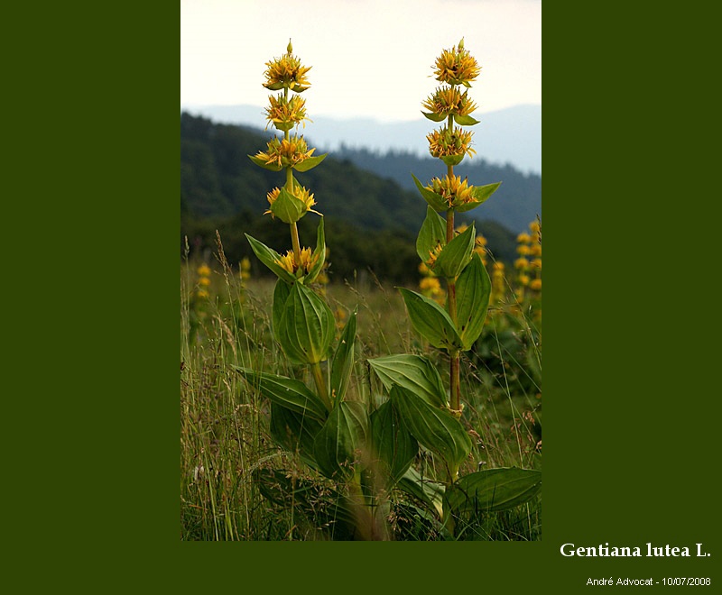 Gentiana lutea L. #23881