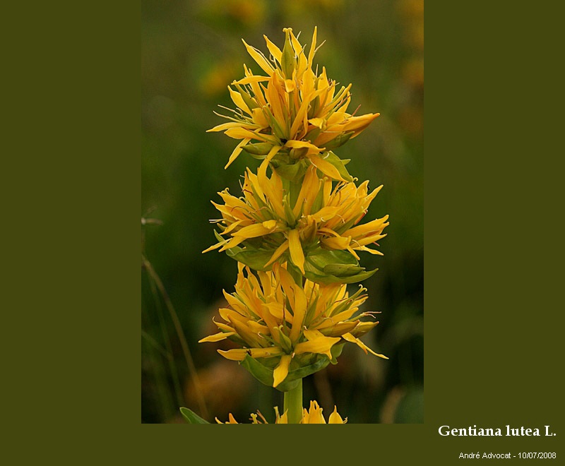 Gentiana lutea L. #23882