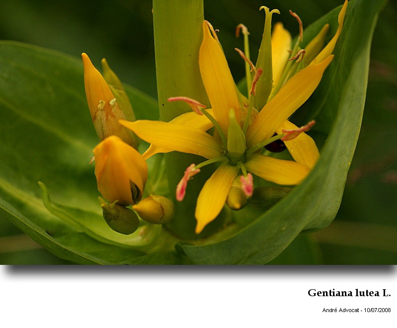Gentiana lutea L. #23883