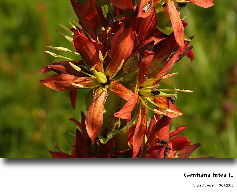 Gentiana lutea L. #23886