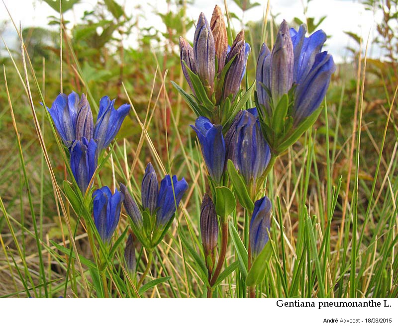 Gentiana pneumonanthe L. #42096