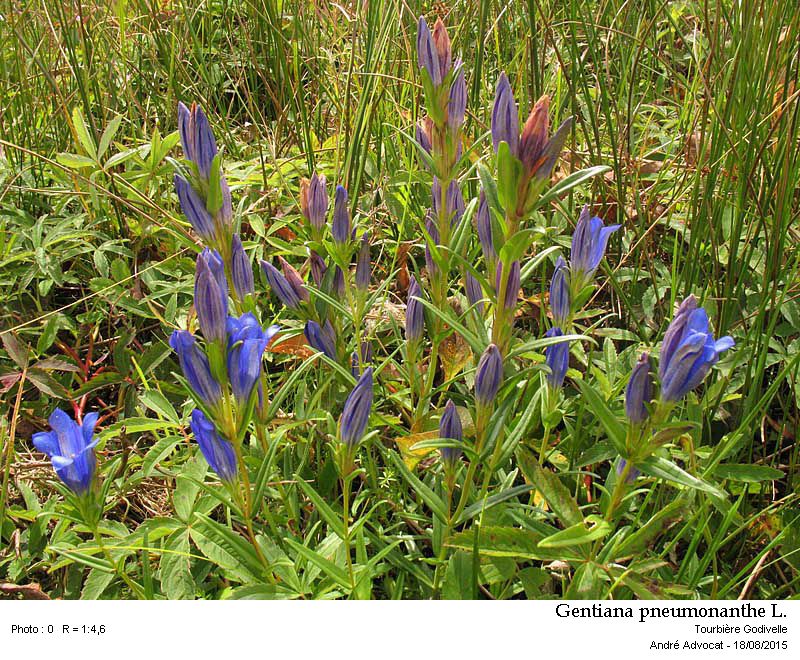 Gentiana pneumonanthe L. #42095