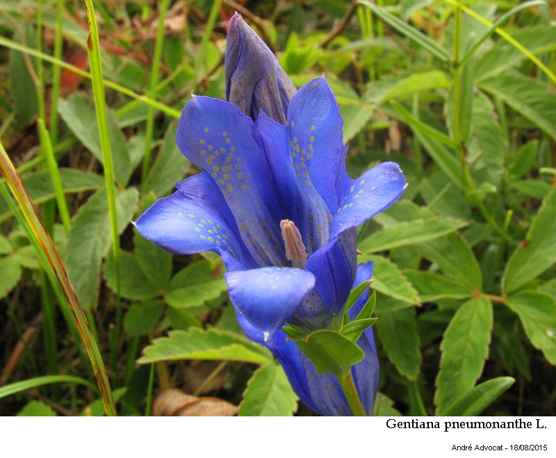 Gentiana pneumonanthe L. #42097