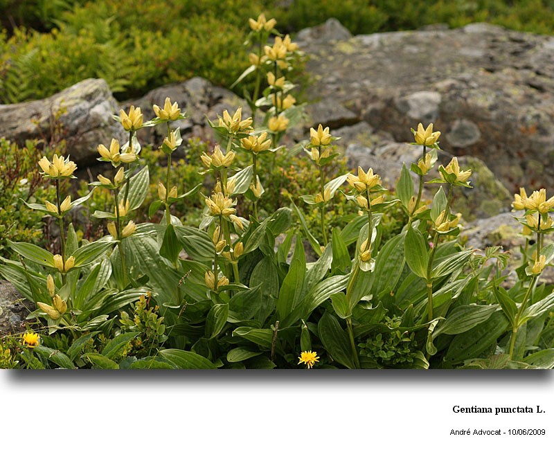 Gentiana punctata L. #11105