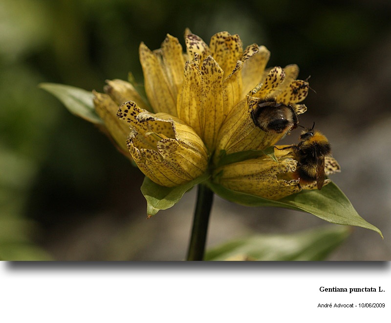 Gentiana punctata L. #11107