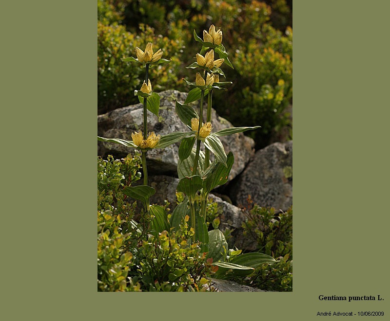 Gentiana punctata L. #11106