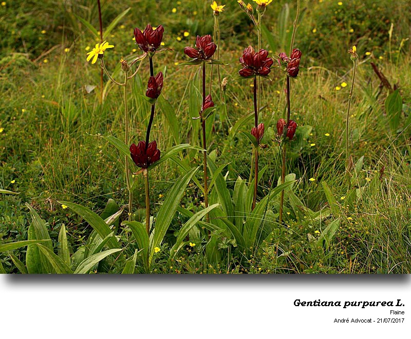 Gentiana purpurea L. #50918