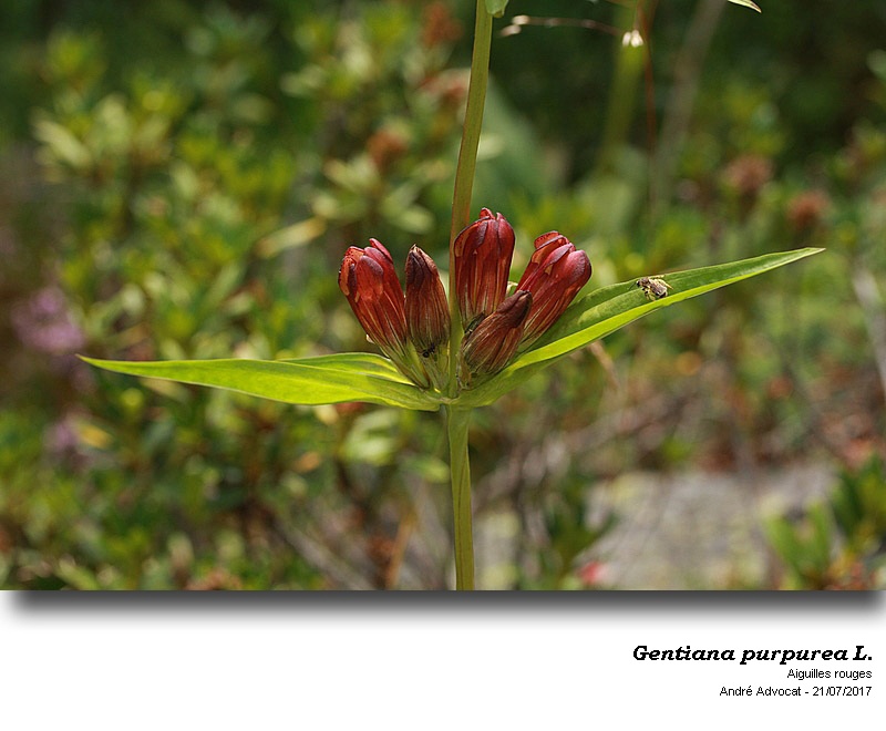 Gentiana purpurea L. #50919