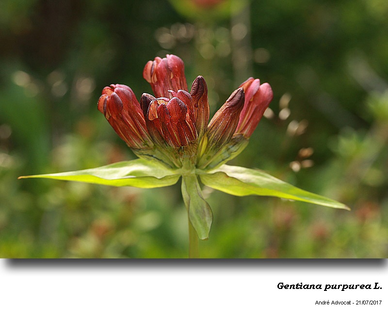 Gentiana purpurea L. #50920
