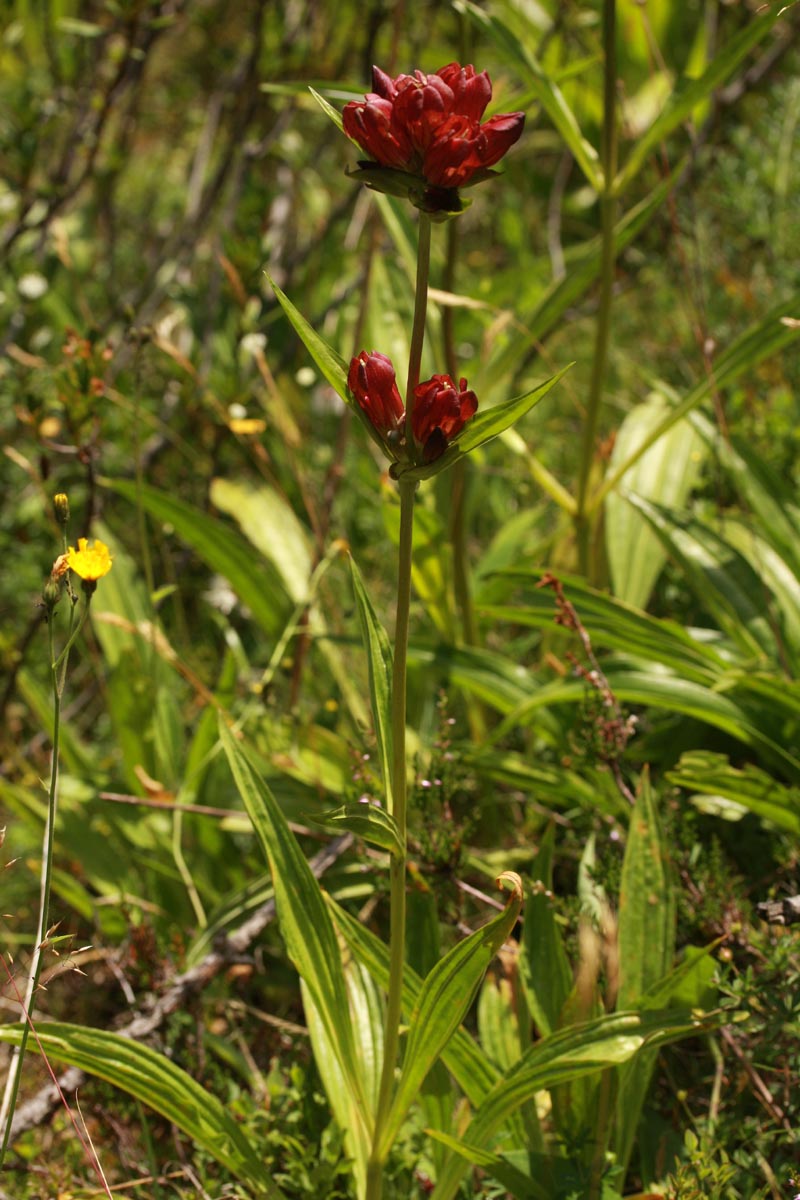 Gentiana purpurea L. #50917