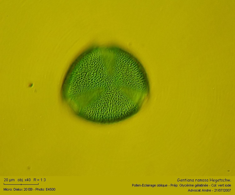 Gentiana ramosa Hegetschw. #2141