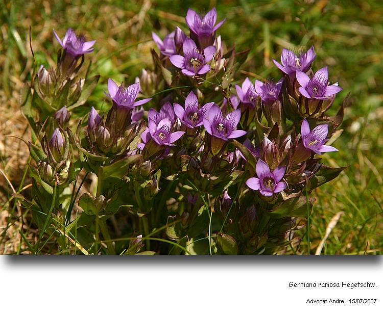 Gentiana ramosa Hegetschw. #2140