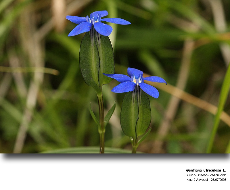 Gentiana utriculosa L. #4912