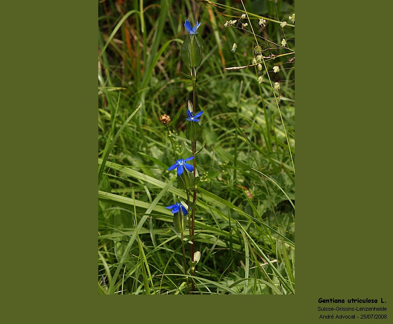 Gentiana utriculosa L. #4911