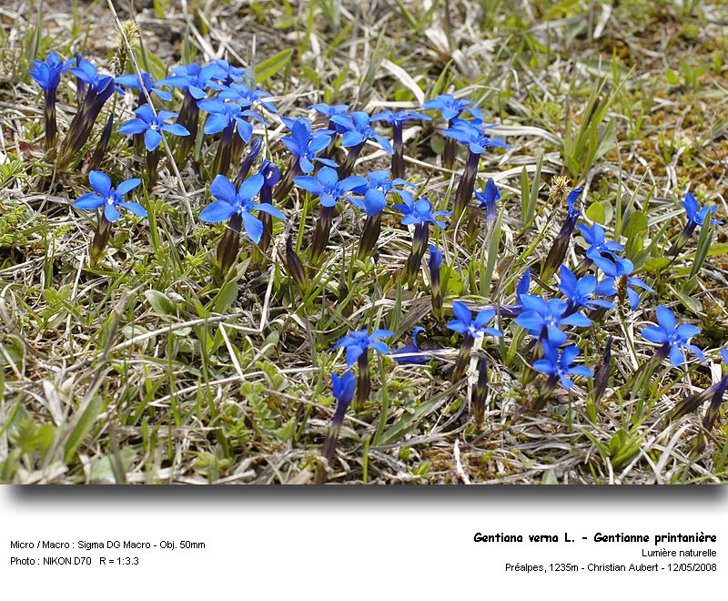 Gentiana verna L. - Gentianne printanière (Gentianacées) #3834