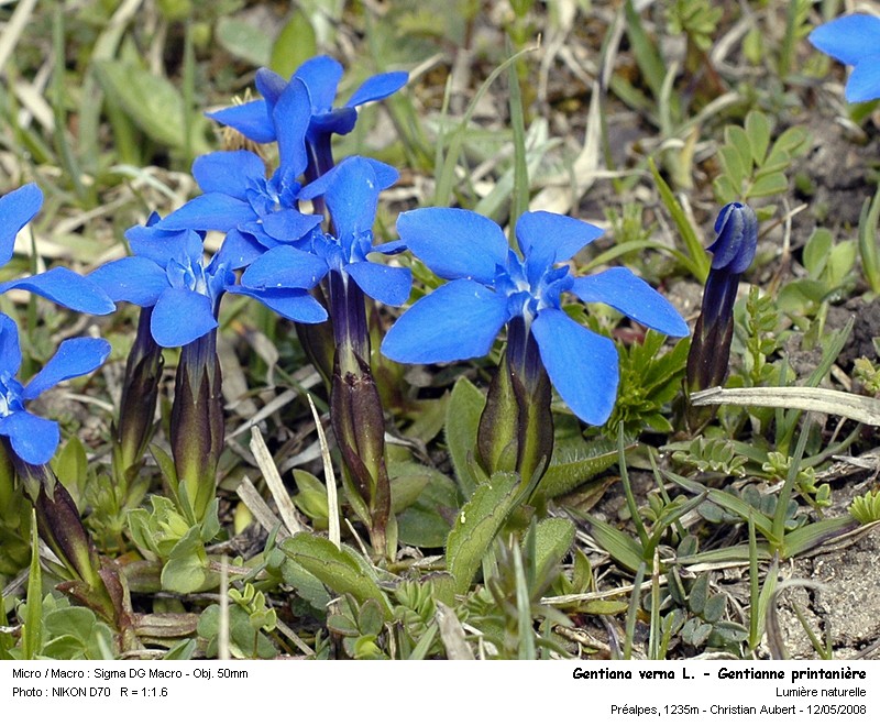 Gentiana verna L. - Gentianne printanière (Gentianacées) #3835