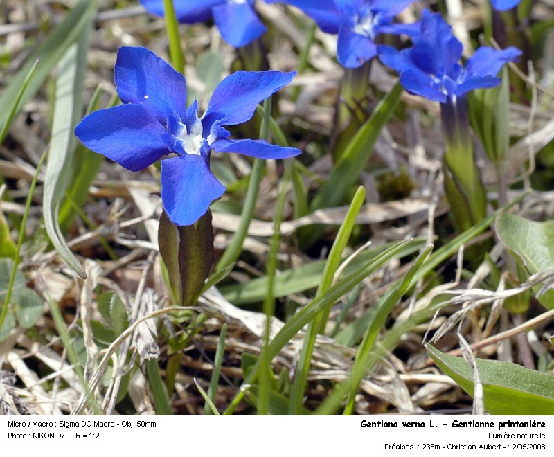 Gentiana verna L. - Gentianne printanière (Gentianacées) #3836