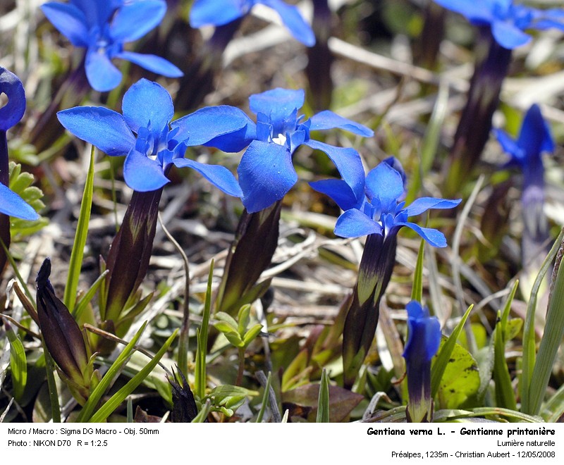 Gentiana verna L. - Gentianne printanière (Gentianacées) #3837