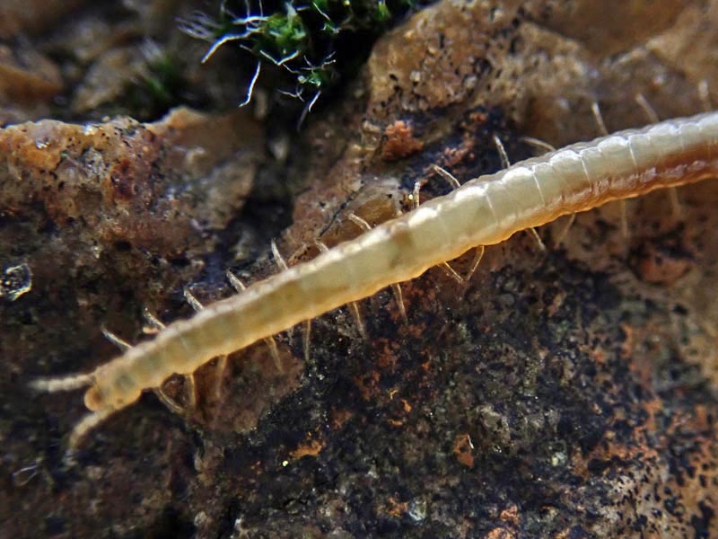 Geophilus linearis C. L. Koch, 1835 #56838