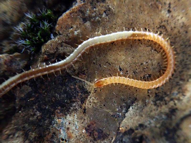 Geophilus linearis C. L. Koch, 1835 #56835