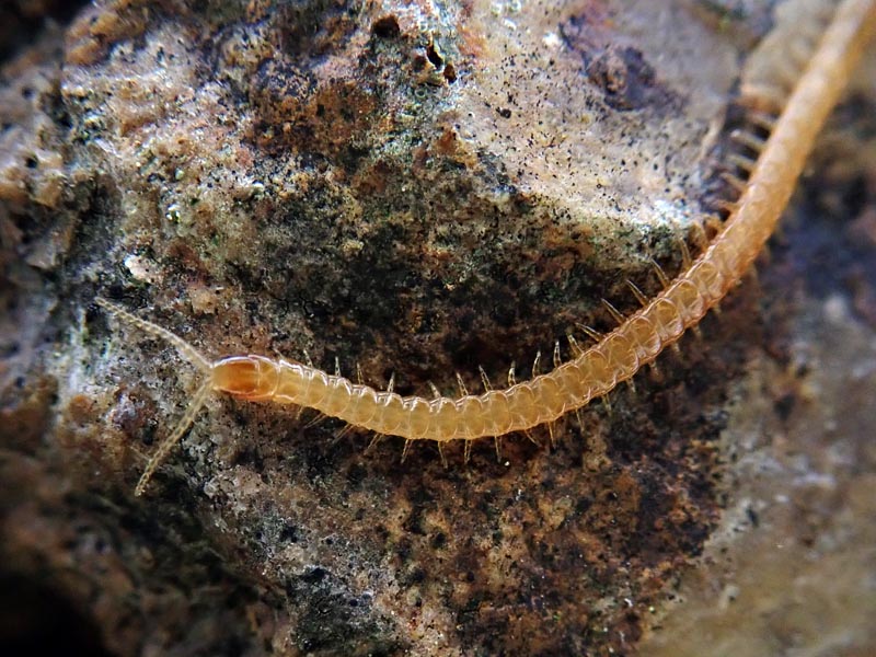 Geophilus linearis C. L. Koch, 1835 #56837