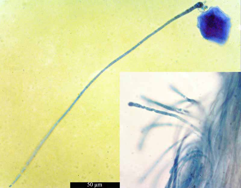 Geopora arenicola #49011