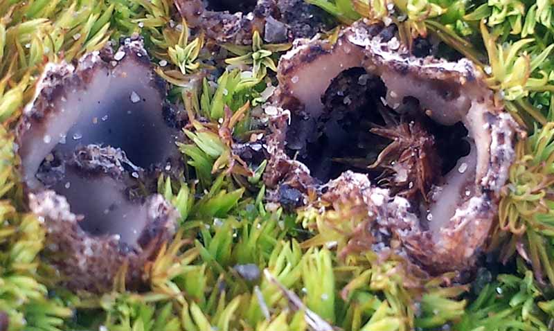 Geopora arenicola #48893