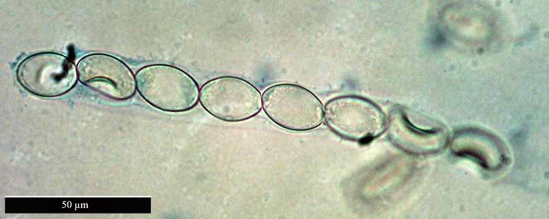 Geopora arenicola #48895