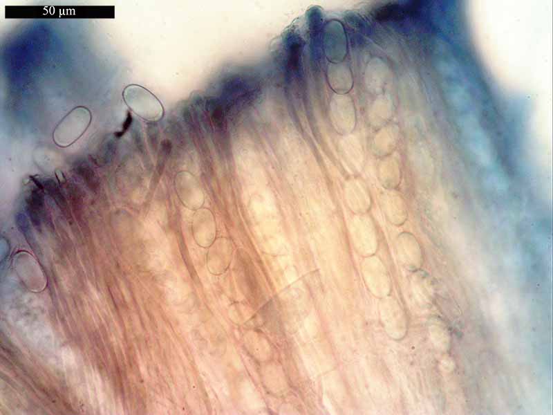 Geopora arenicola #49012