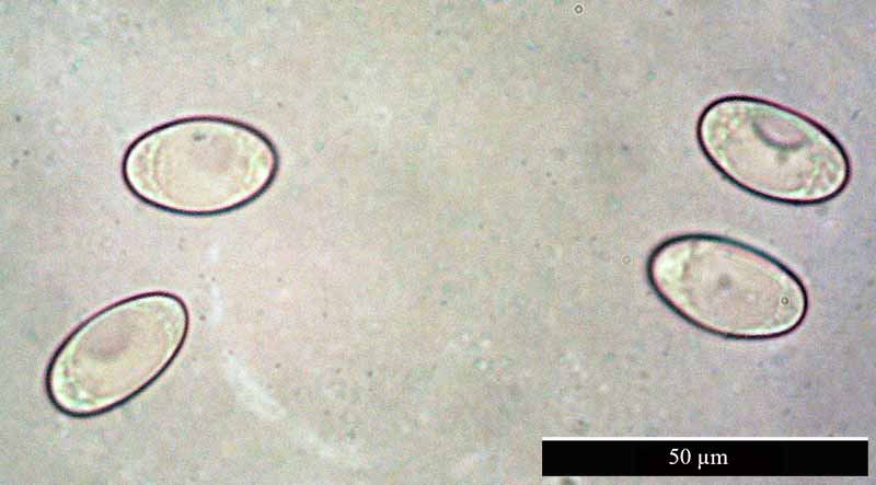 Geopora arenicola #48896