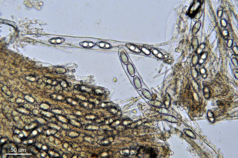 Geopora sumneriana #36470