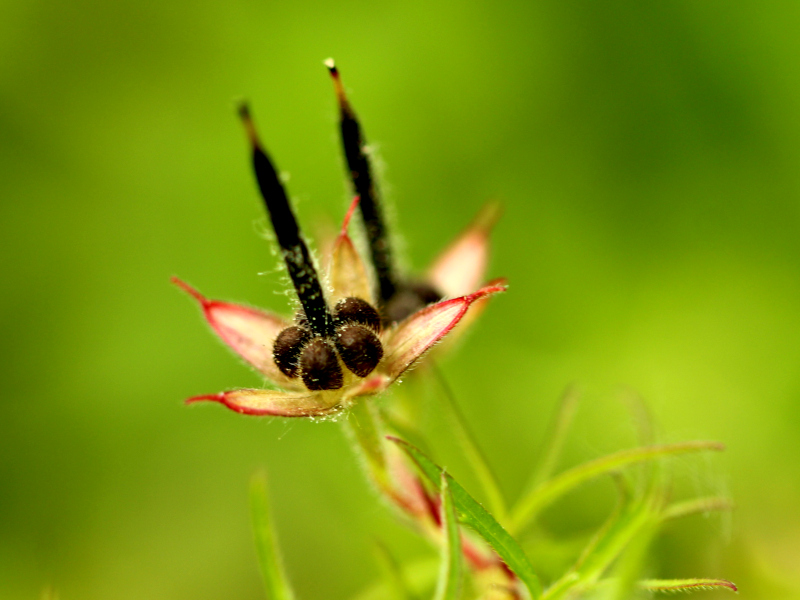 Geranium dissectum L., 1755 - Géranium à feuilles découpées #82405