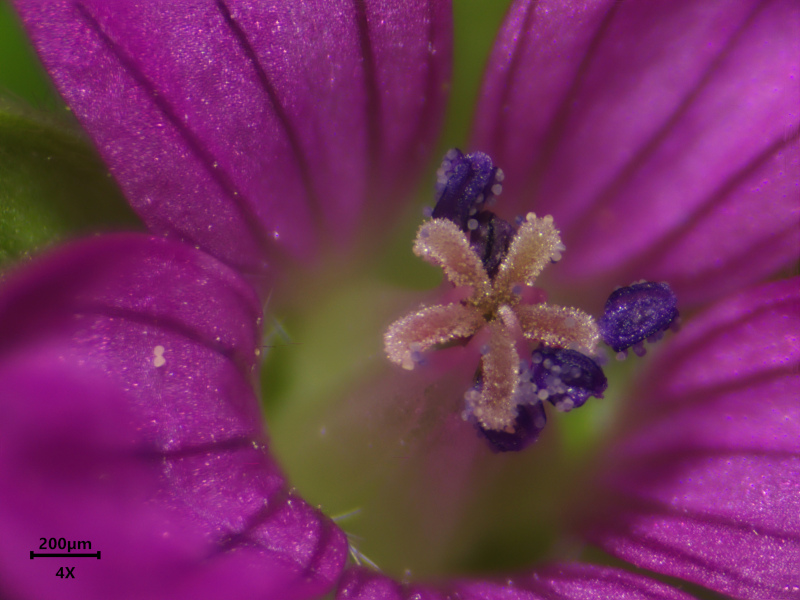 Geranium dissectum L., 1755 - Géranium à feuilles découpées #82291