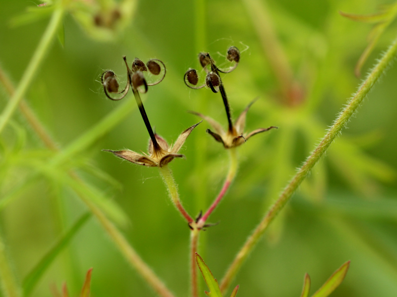 Geranium dissectum L., 1755 - Géranium à feuilles découpées #82406