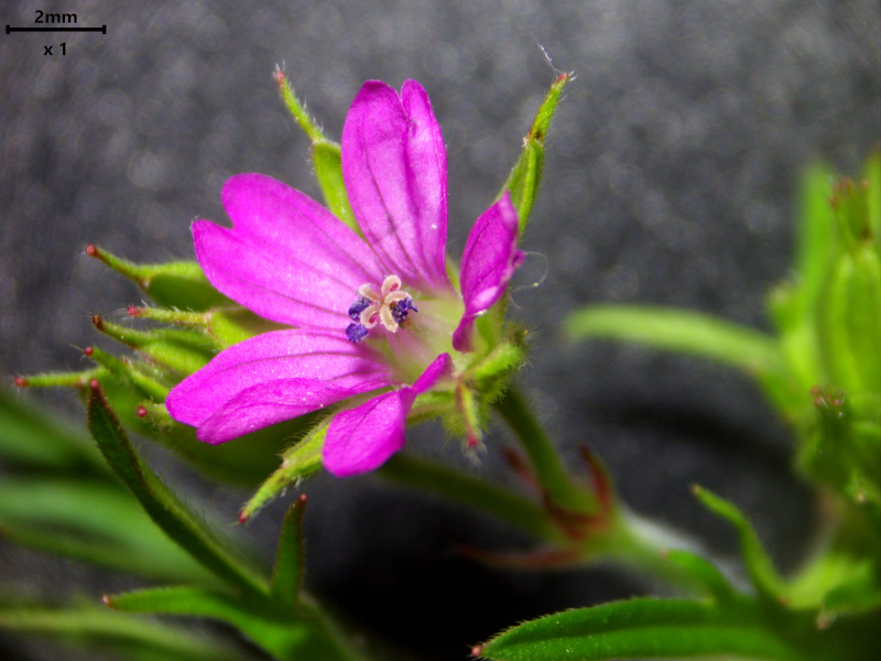 Geranium dissectum L., 1755 - Géranium à feuilles découpées #82278
