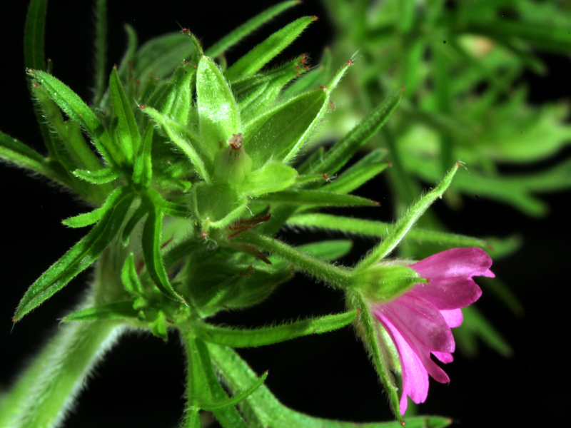 Geranium dissectum L., 1755 - Géranium à feuilles découpées #82285