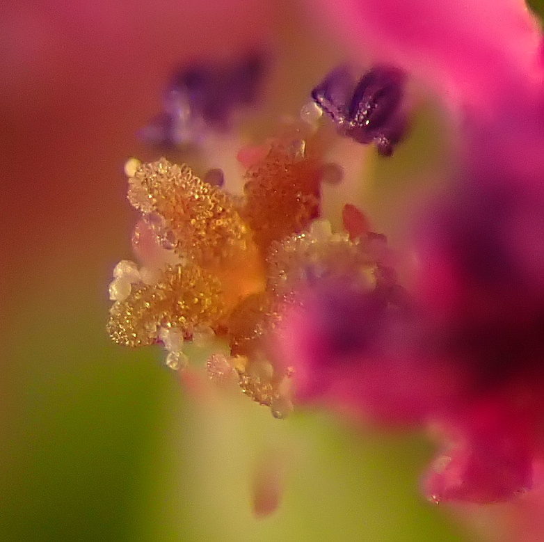 Geranium dissectum-Géranium à feuilles découpées #67226