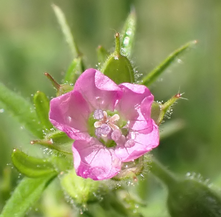 Geranium dissectum-Géranium à feuilles découpées #67222