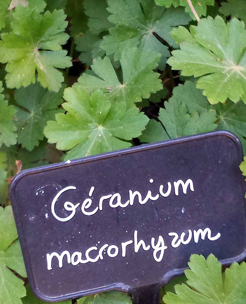 Geranium macrorrhizum #48529