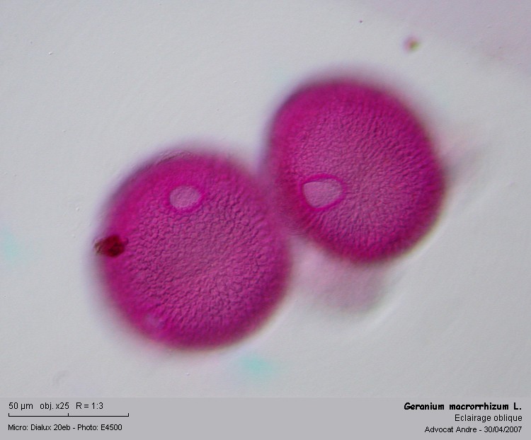 Geranium macrorrhizum L. #1806