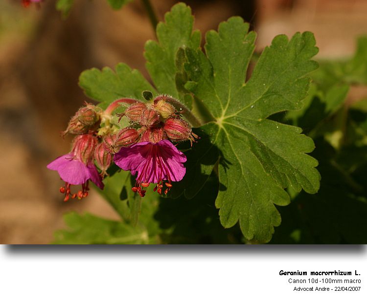 Geranium macrorrhizum L. #1805