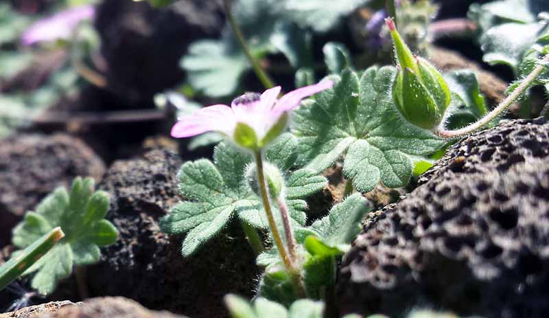 Geranium molle #49006