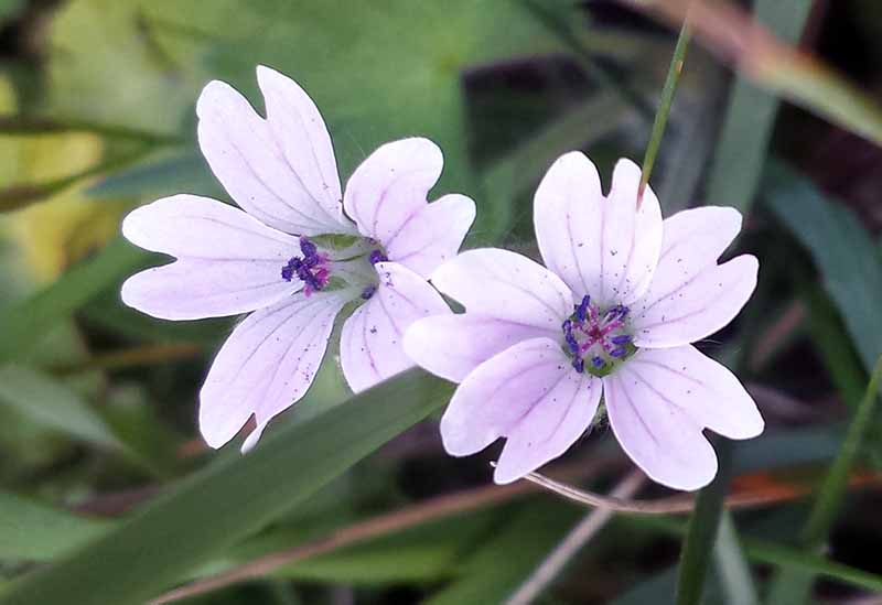 Geranium molle #49008