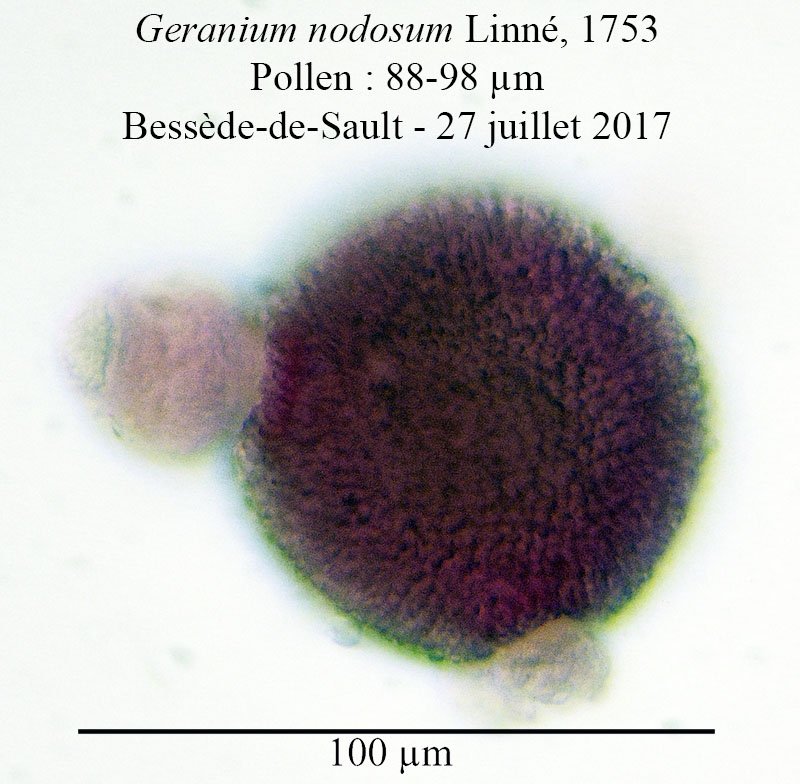 Geranium nodosum #53767