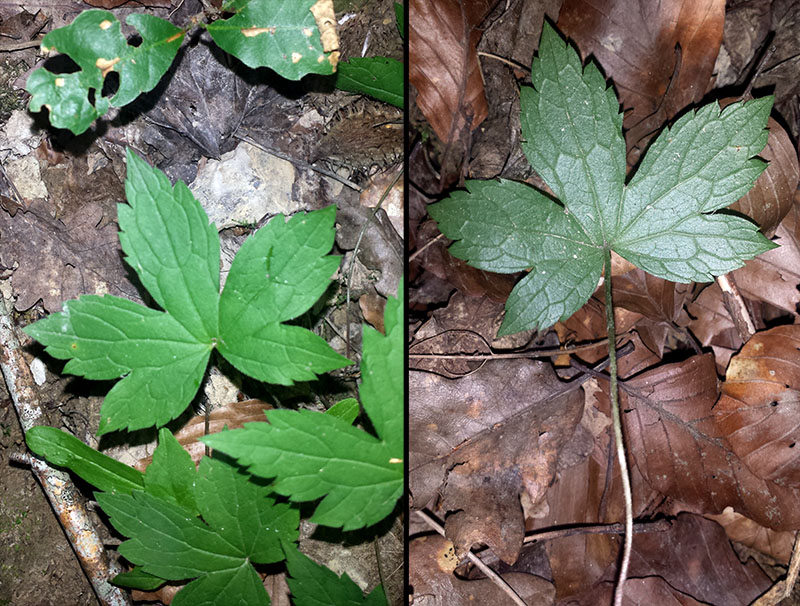 Geranium nodosum #53761