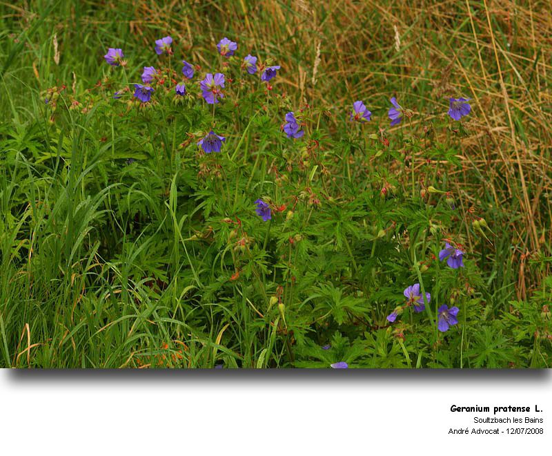 Geranium pratense L. (Geranium des prés) #53768