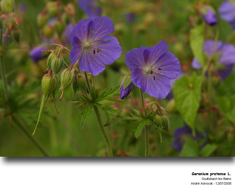 Geranium pratense L. (Geranium des prés) #53769